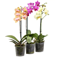 ���������� ���� 1 2��, d 9, h 30 45 Yancheng Wonder Orchids Agricultural Technology Co.,Ltd(��������